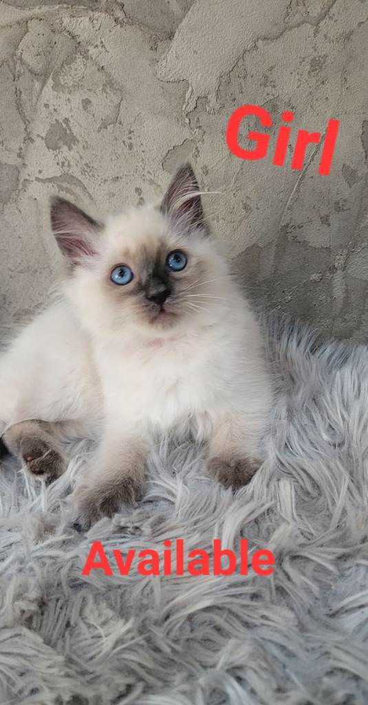 1 Beautiful Girl KITTEN AVAILABLE !!! - Ragdoll Blue Point - looking for their forever homes