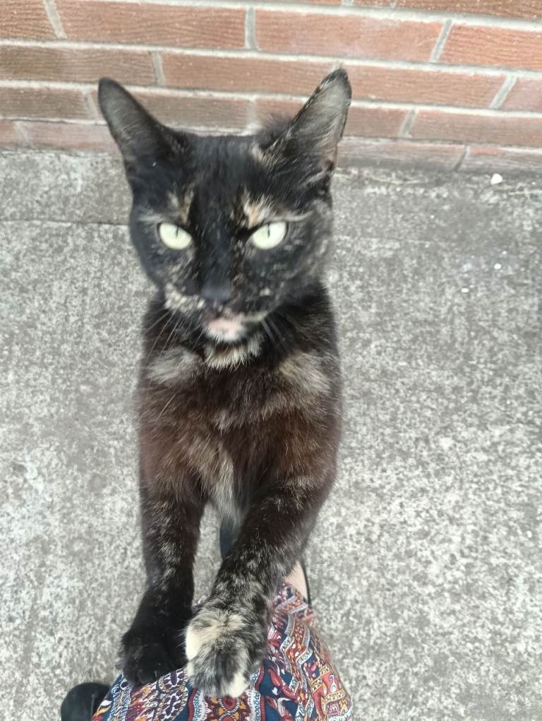 Cats for sale 