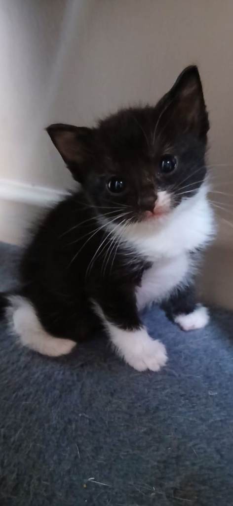 Female kitten