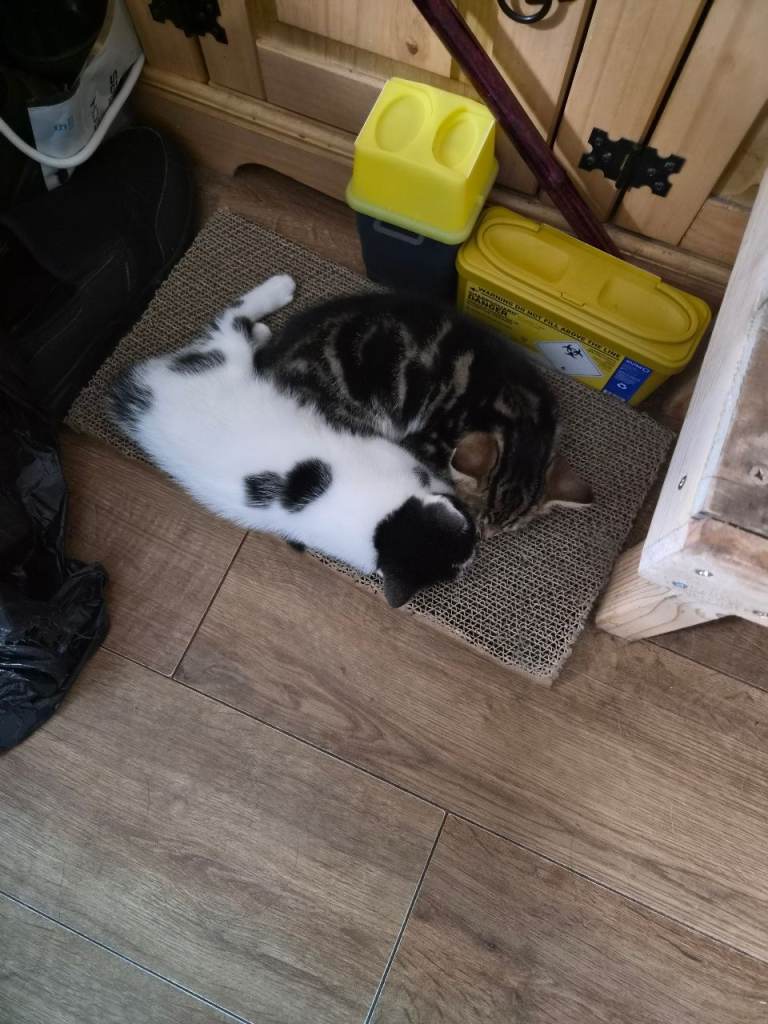 2 felmale kittens