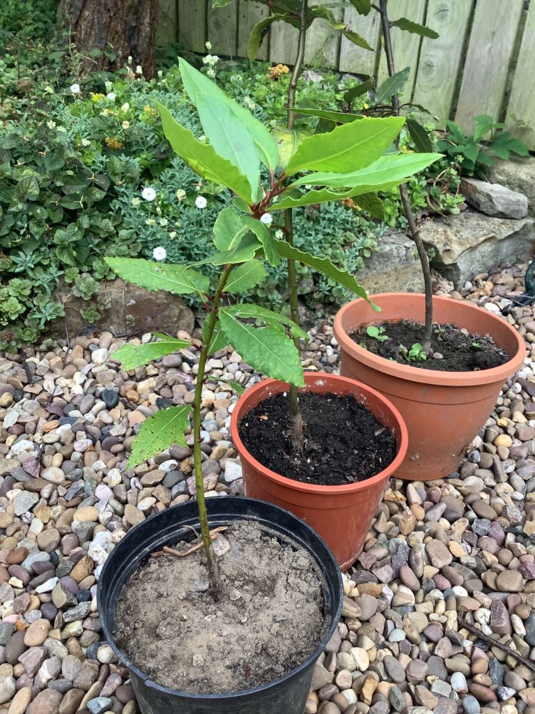 Bay plants / laurel