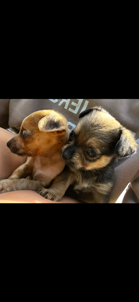 Chiweenie puppy’s 