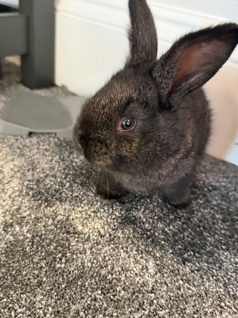 Continental giant rabbit babies 