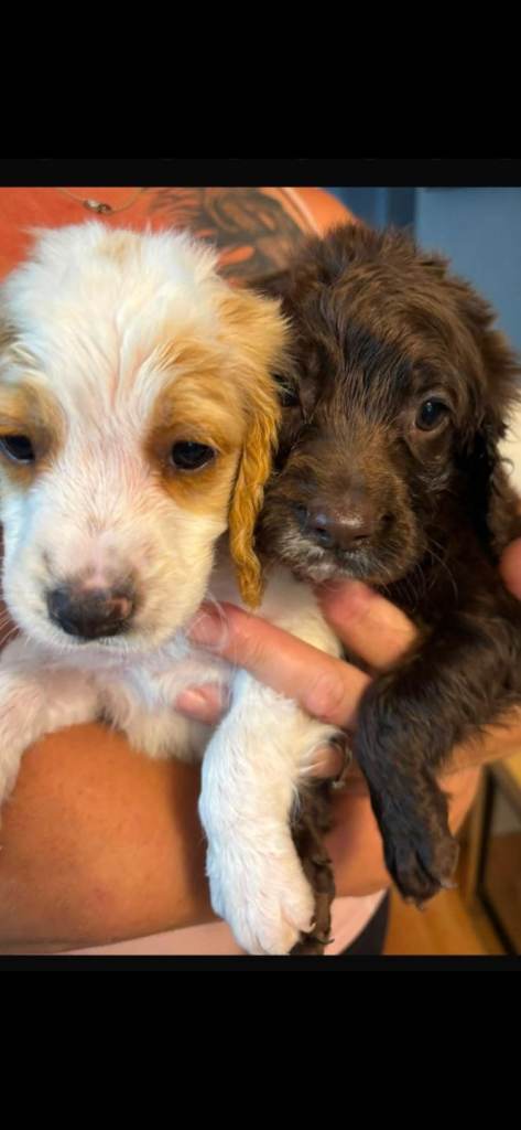 Cockapoos 