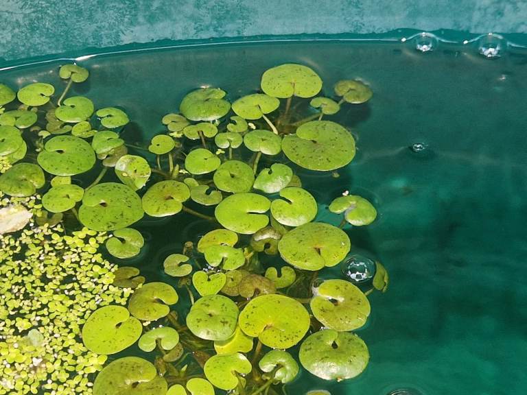 Frogbit pond plants