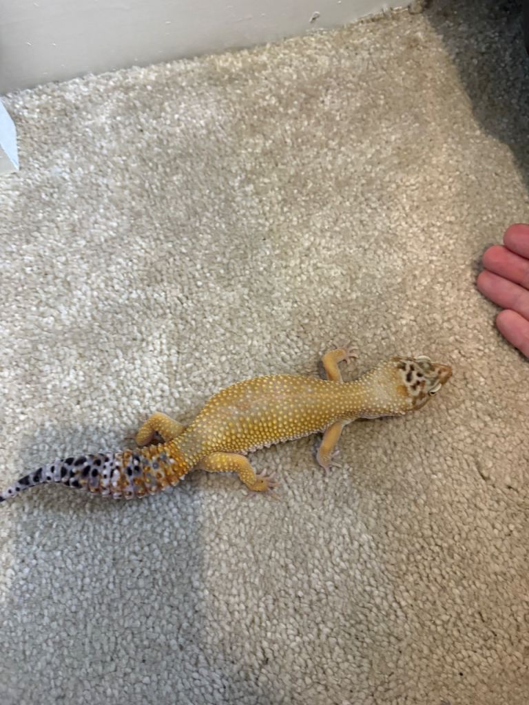 Leopard gecko