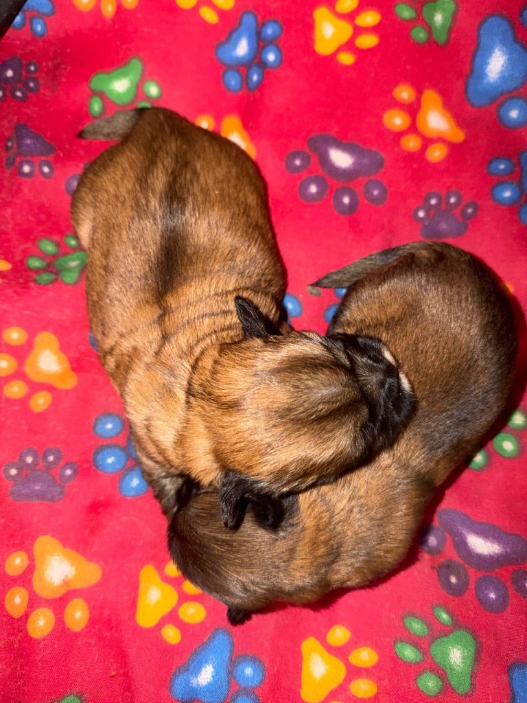 Shih Tzu Puppy’s for sale