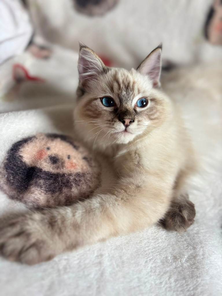 Ragdoll boy 