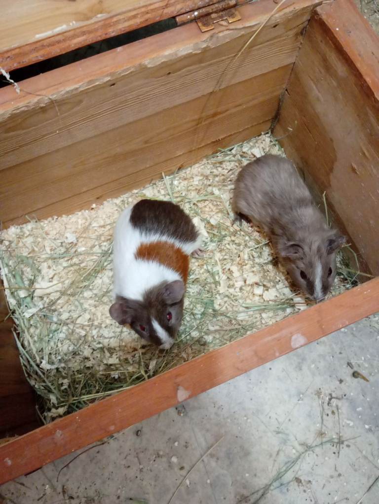 Guinea pigs 