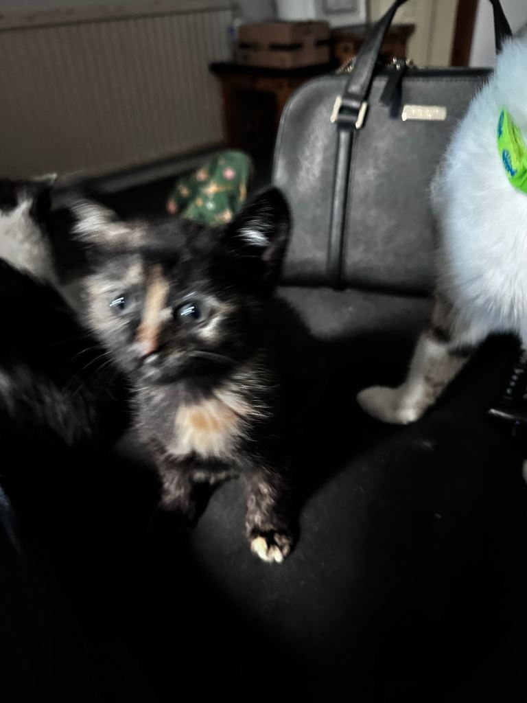 Kittens. Ready in April- x4 Tuxedo Tortoise Grey