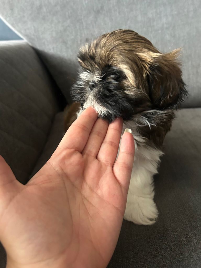 Shih tzu Puppies Ready Now 1 girl 2 Boys Left