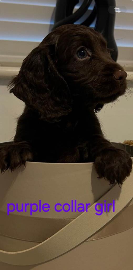 Cocker spaniel puppy for sale