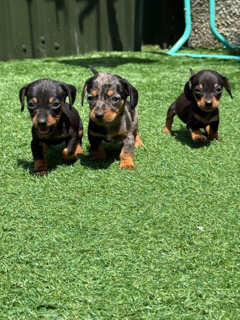 Dachshund 