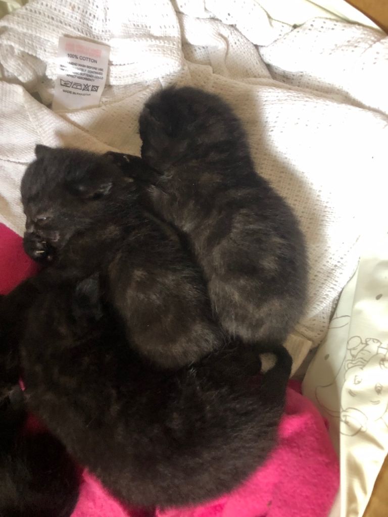 Ghost tabby kittens fluffy 