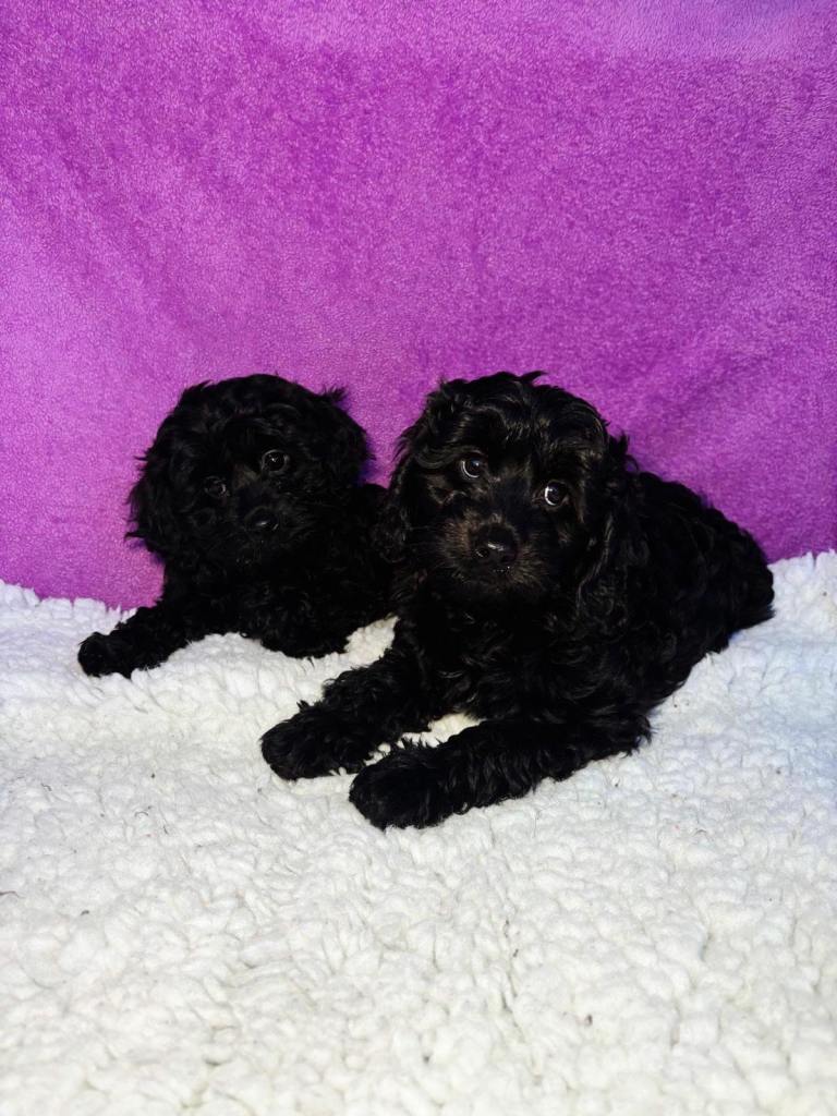 Cavalier x poodle pups 