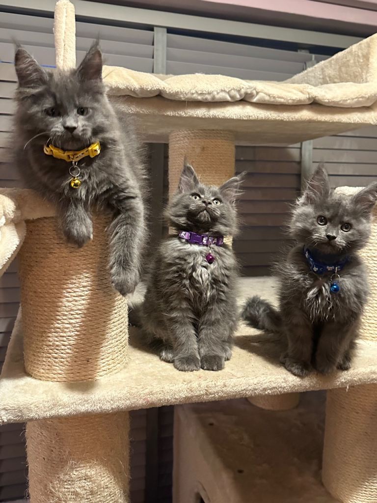 3 Active Tica registered blue Maine coon kittens