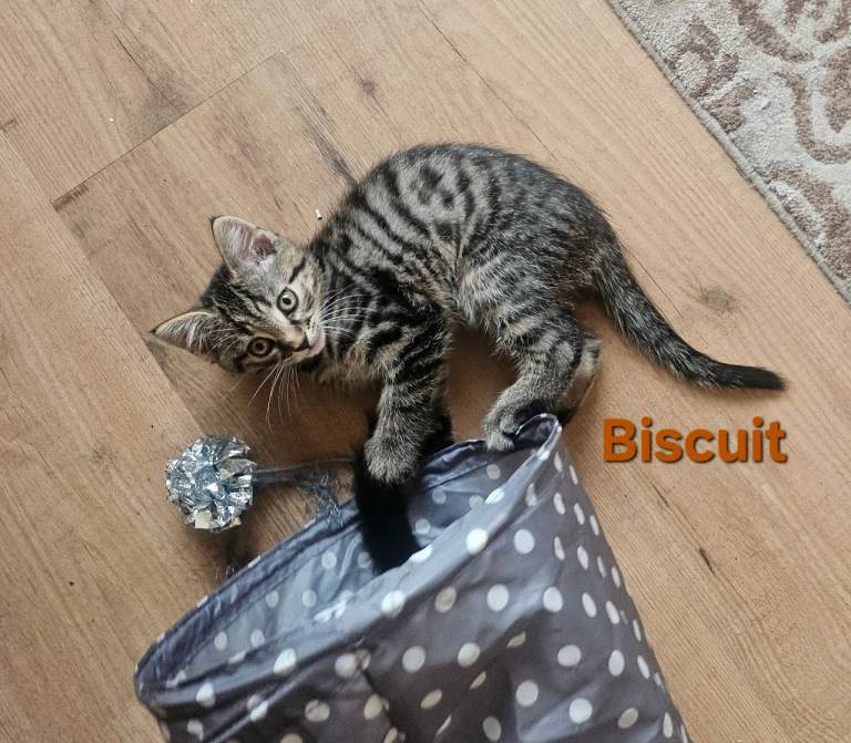 British Short Haired and Turkish Angora mixed kittens 