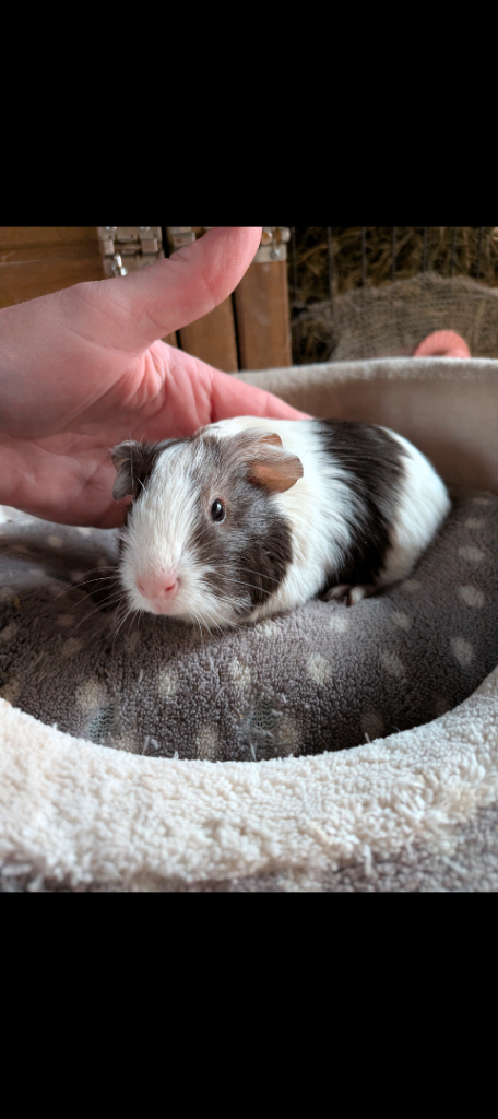 Baby boy guinea pigs