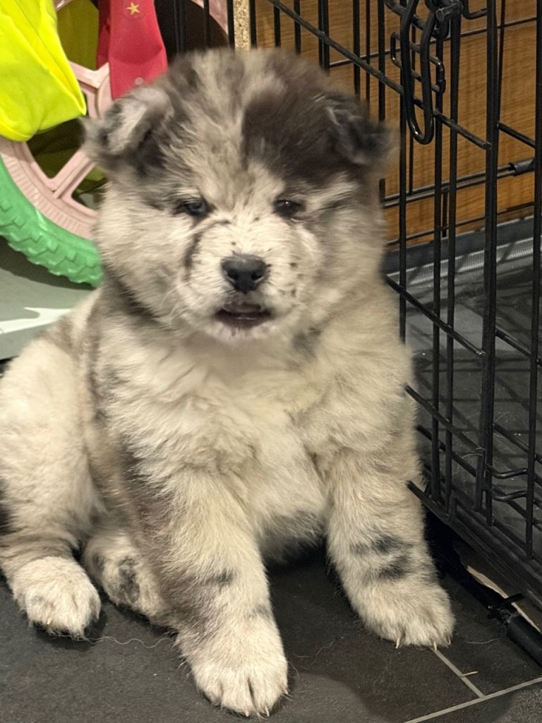 Ready to leave Chow Chow puppies 