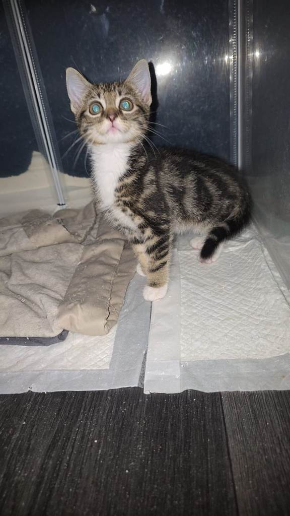 3 femail kittens 9 week old 