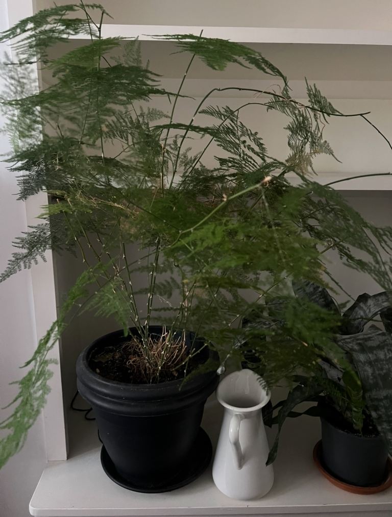 image for Large Plant Asparagus fern