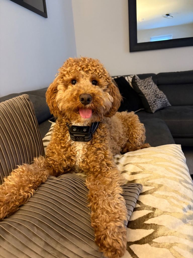 18 month Male Cavapoo