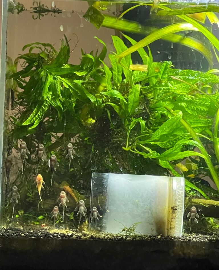 Bristlenose Plecos 