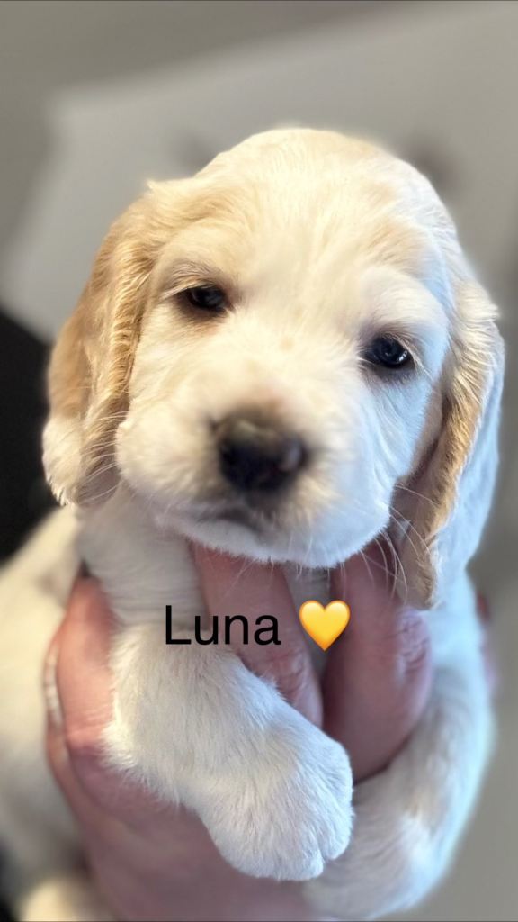 Cocker spaniel puppies 