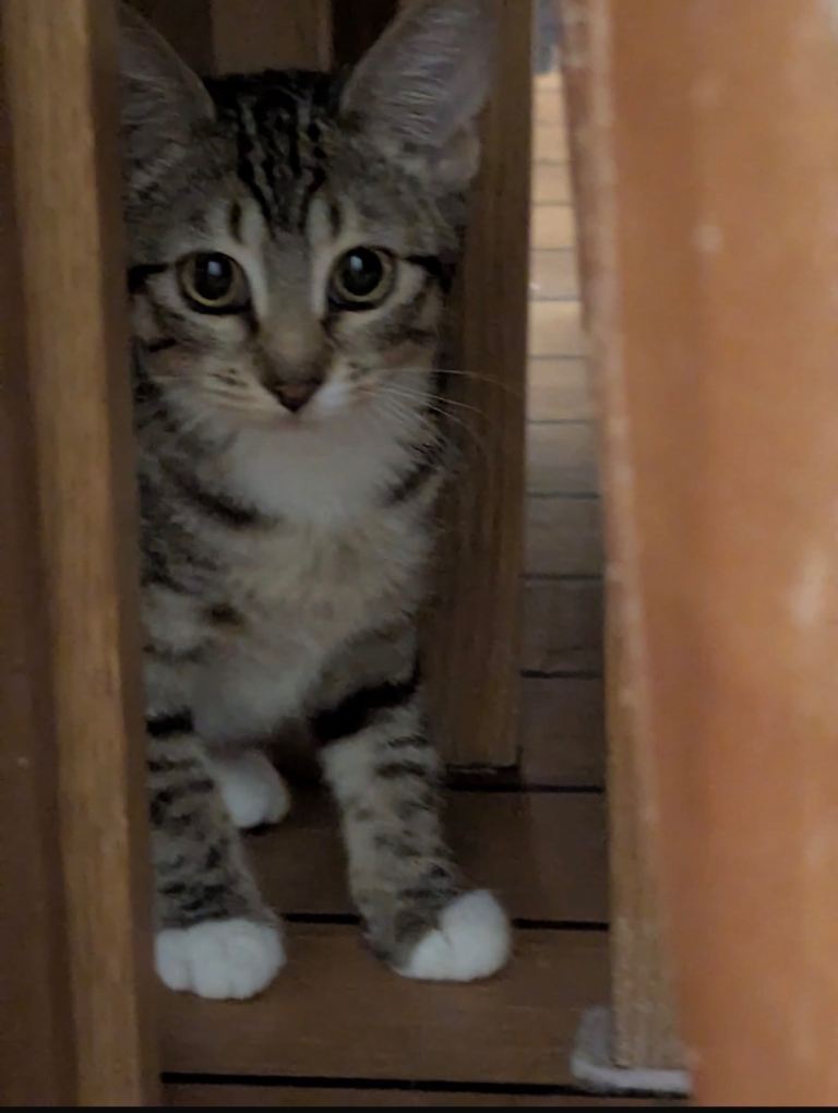 Kitten for a good home 