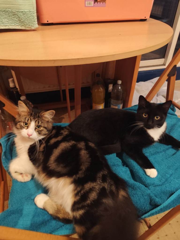Kitten for sale 
