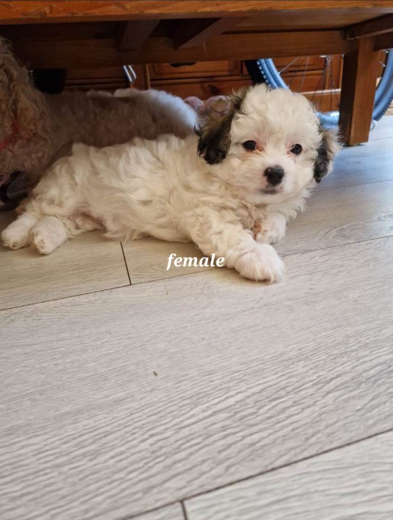( Dog ) puppy