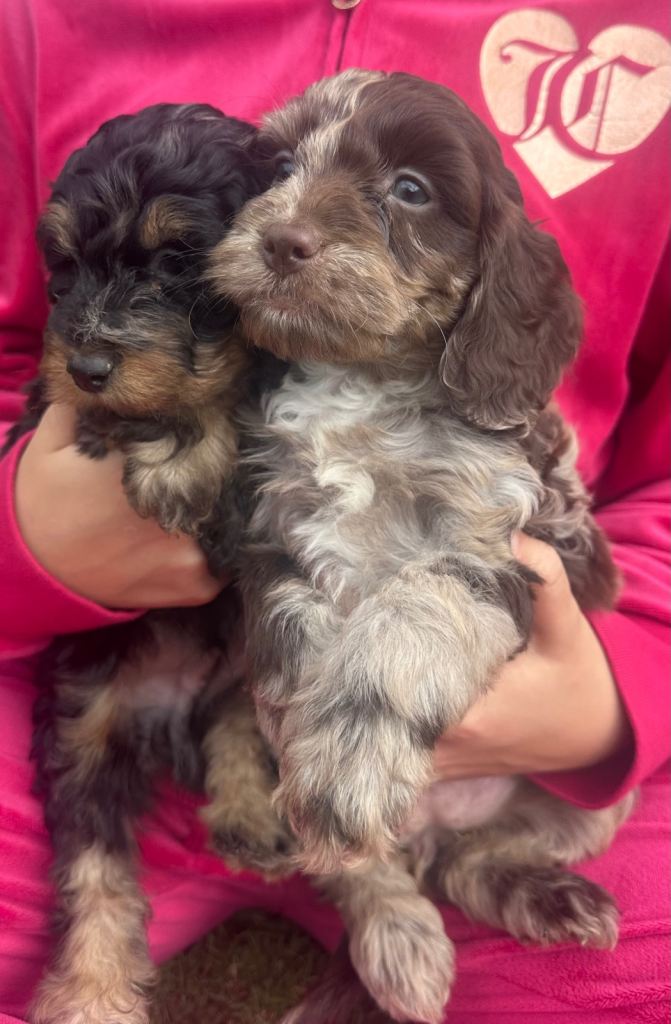 Mixed Litter Of Cockapoo Puppies