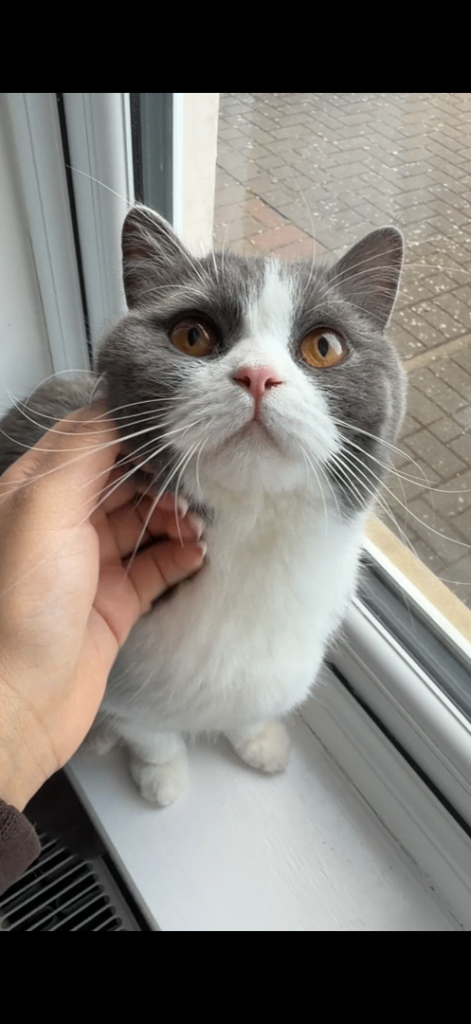 British short hair female cat 