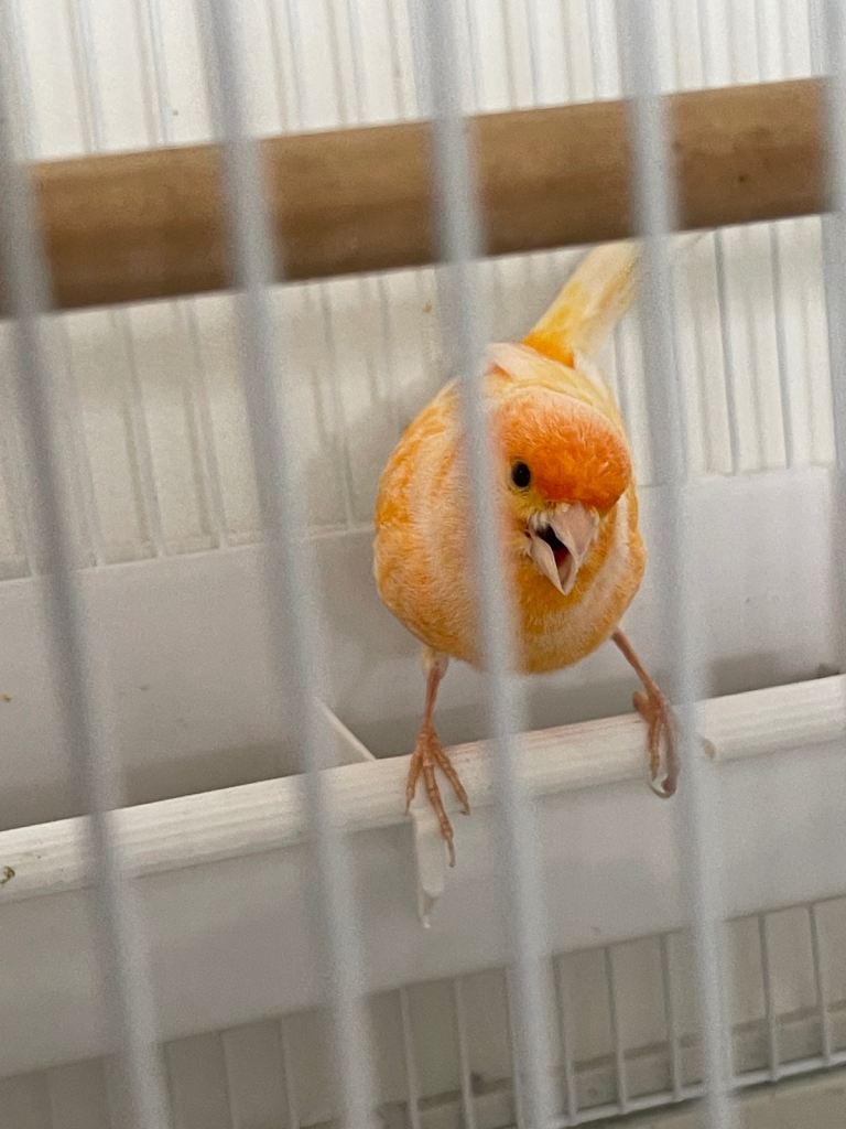 Canary bird and the cage 