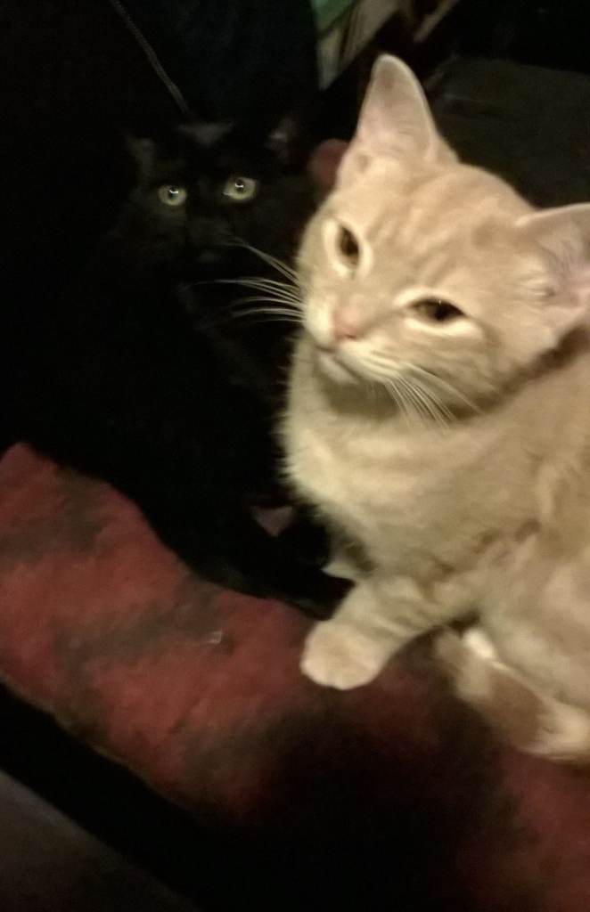  Black Cream / White Cat Kitten