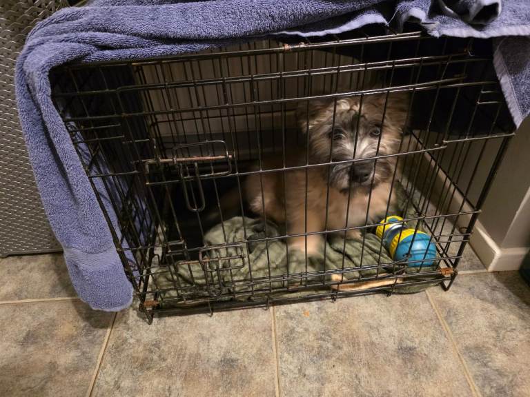 X2 glen of imaal terriers male and female 