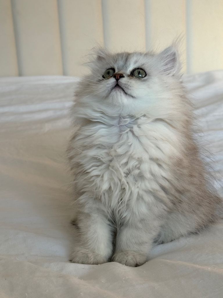 Beautiful Silver Persian Kittens – GCCF Registered