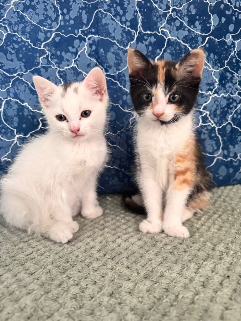 1 fluffy white male kitten and 1 fluffy calico male kitten for sale  