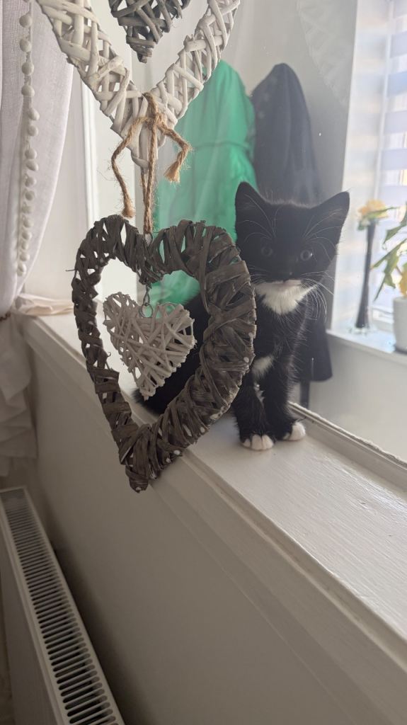 Cute Kittens for Sale