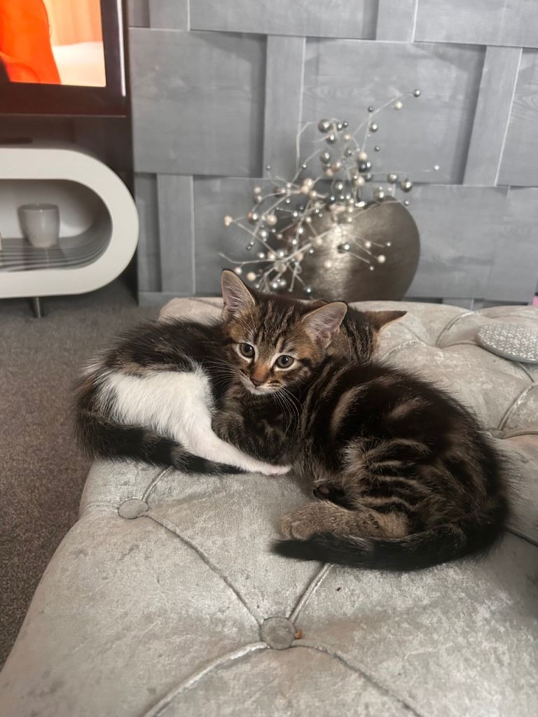 Kittens 9 wks old 