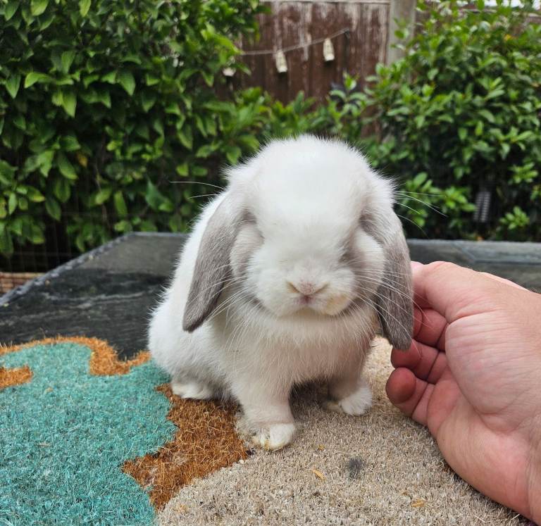 Mini lop baby rabbit (female)