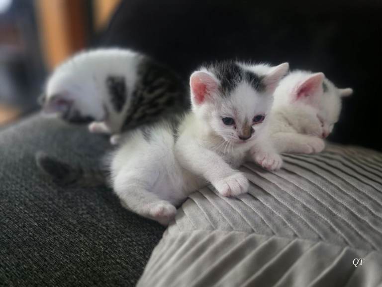Kitten available now