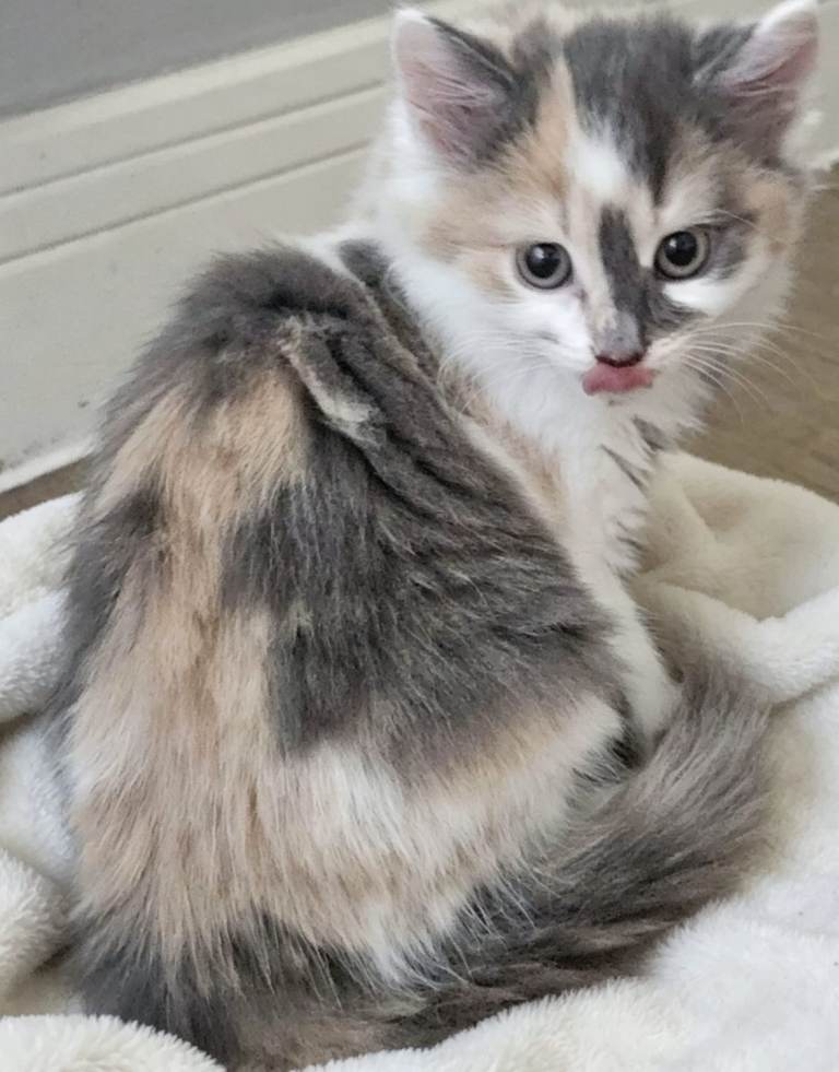 Kitten