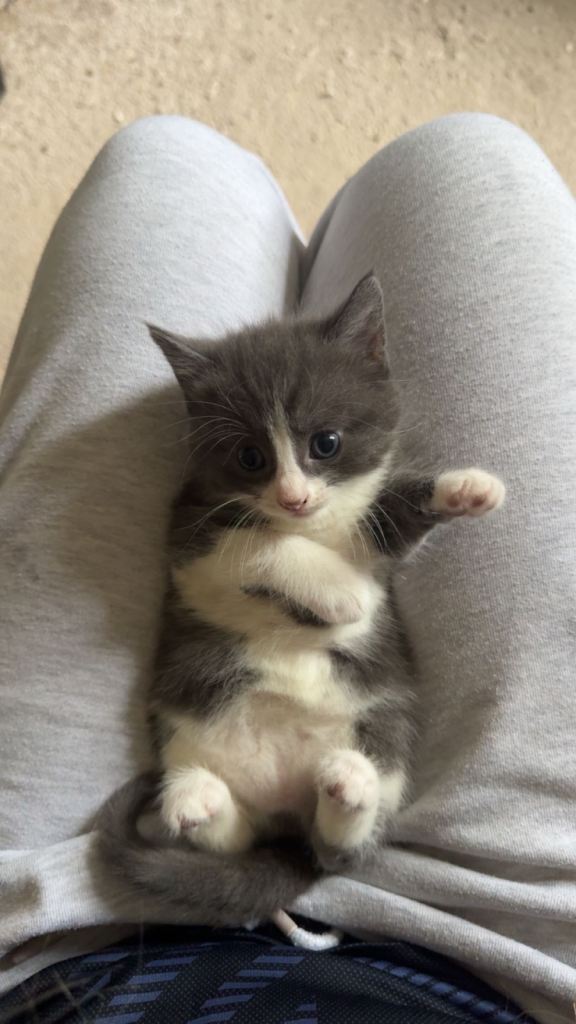 Kittens 