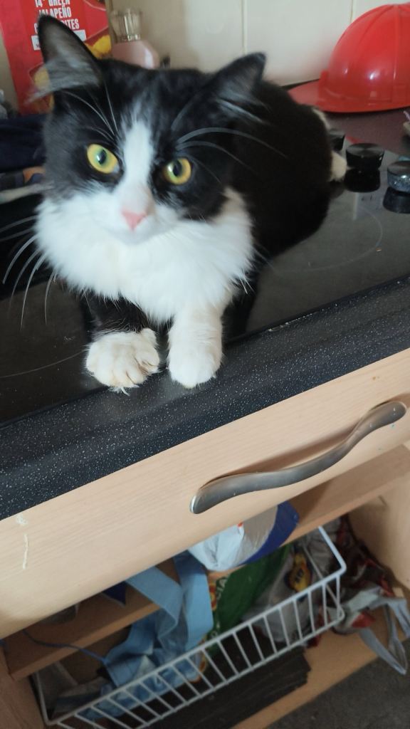 Female kittens 