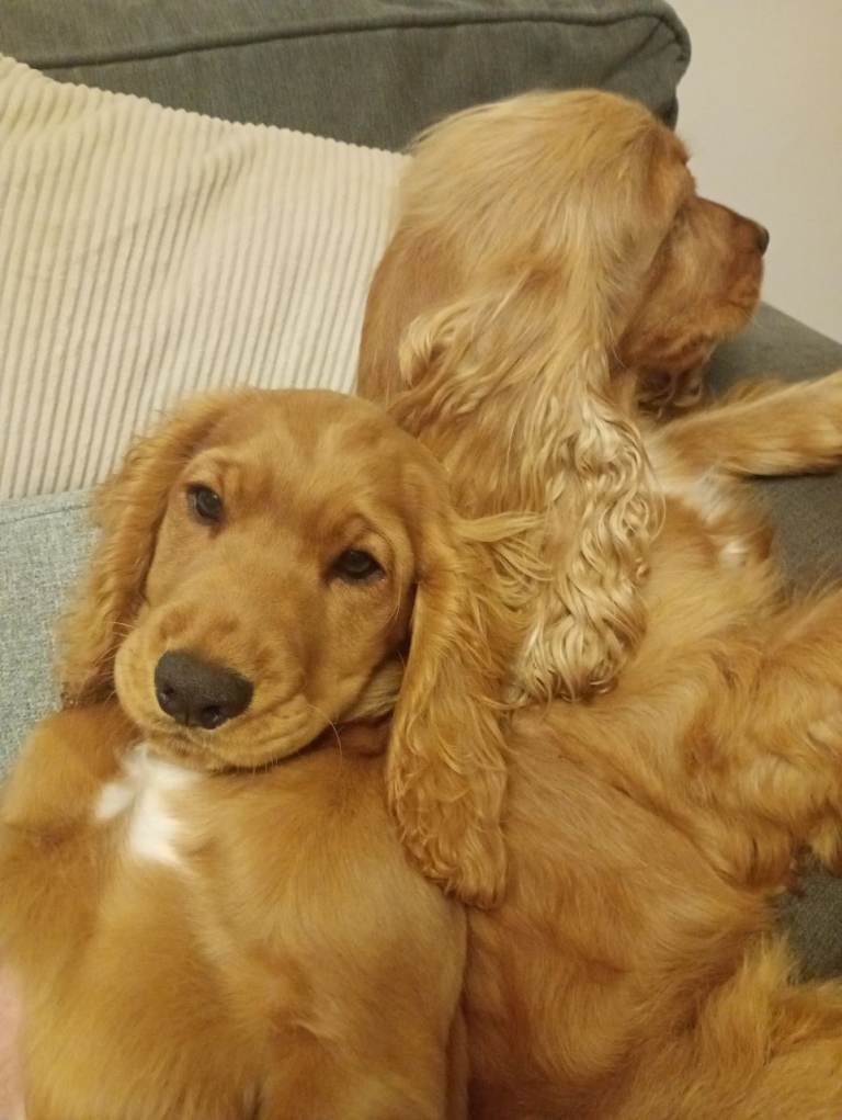 Cocker spaniel pup