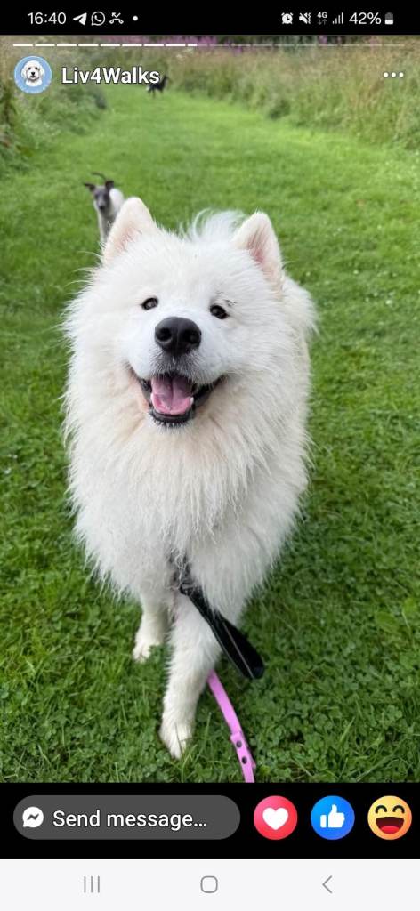 Samoyed for rehoming 