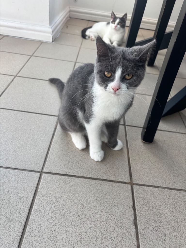 Two Beautiful Kitten Girls Looking for Their Forever Home 