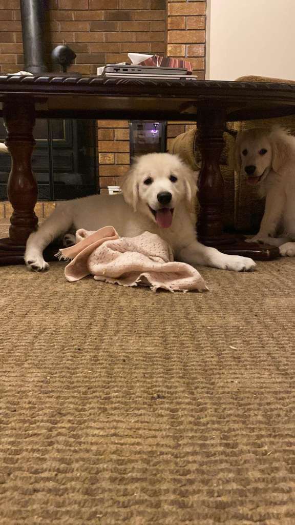 Pure Bred Golden Retriever Puppies