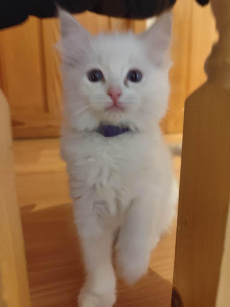 Ragdoll kittens ready now